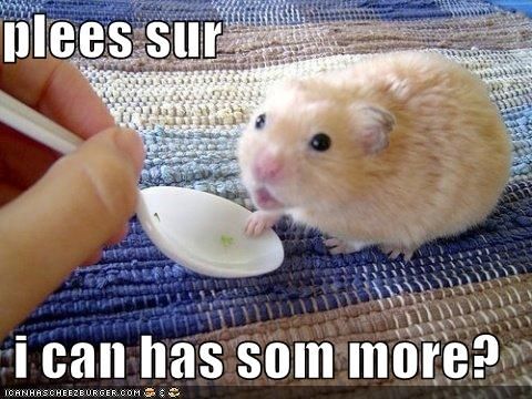 Plees Sur I Can Has Som More Funny Hamster Meme Image
