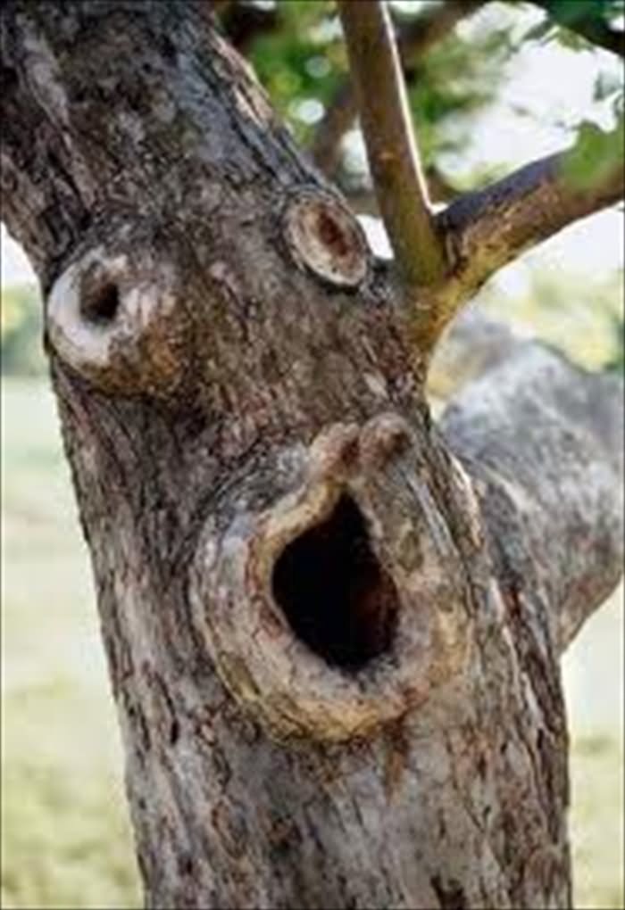 Pouting Face Tree Funny Image