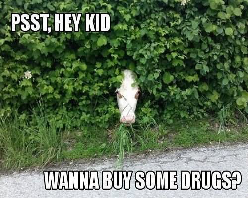 Psst Hey Kid Wanna Buy Some Drugs Funny Meme Picture