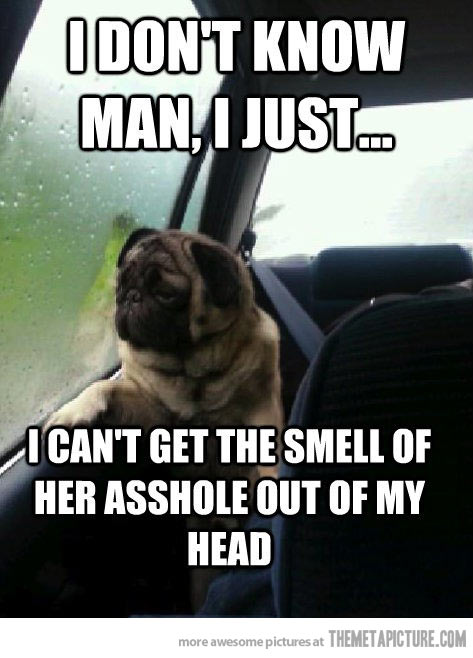 Pug Dog Funny Sad Meme Picture