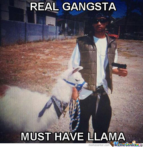 Real Gangsta Must Have Llama Funny Gangster Meme Image