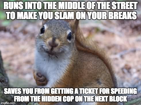 Runs Into Middle Of The Street to Make You Slam On Your Breaks Funny Squirrel Meme Image