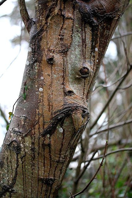 Sad Tree Face Funny Picture
