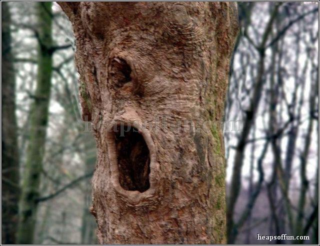 Screaming Face Tree Funny Picture