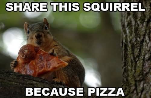Share This Squirrel Because Pizza Funny Squirrel Meme Picture