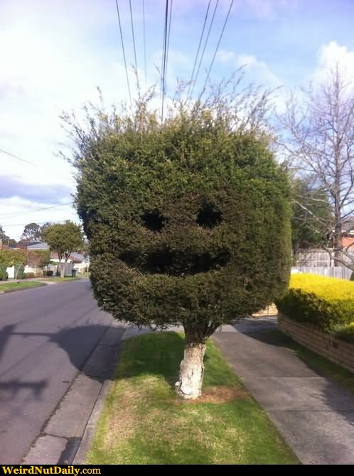Smiley Face Tree Funny Picture For Whatsapp