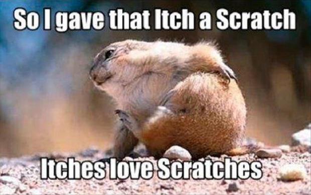 So I Gave That Itch A Scratch Itches Love Scratches Funny Squirrel Meme Picture