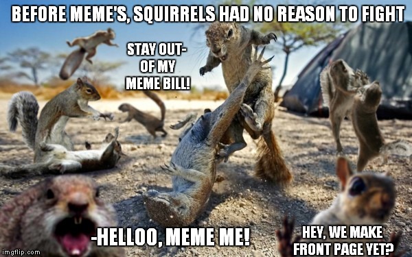 Squirrel Had No Reason To Fight Funny Squirrel Meme Photo