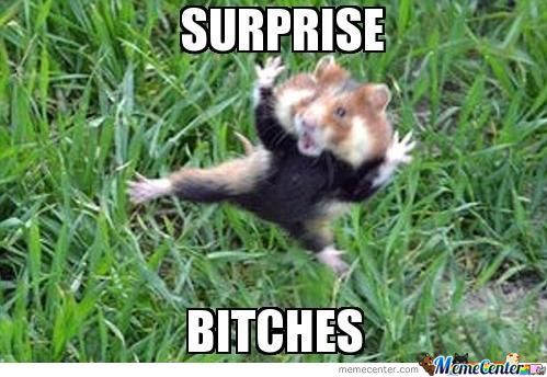 Surprise Bitches Funny Hamster Meme Image