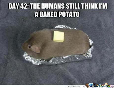 The Human Still Think I Am A Baked Potato Funny Hamster Meme Image