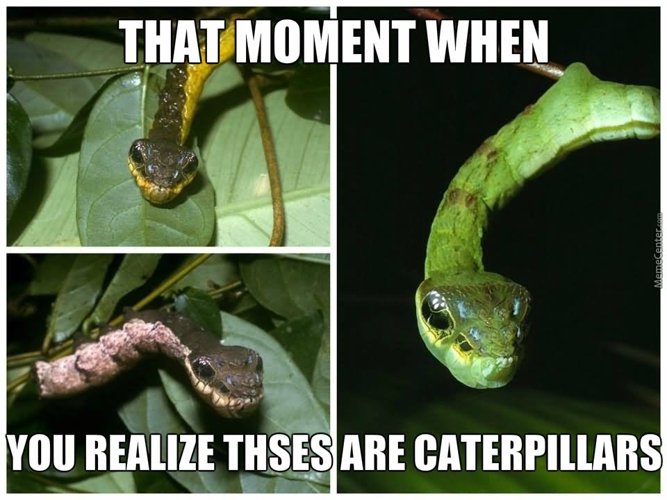 That Moment You Realize These Are Caterpillars Funny Snake Meme Image