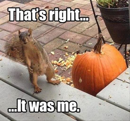That's Right It Was Funny Squirrel Meme Image