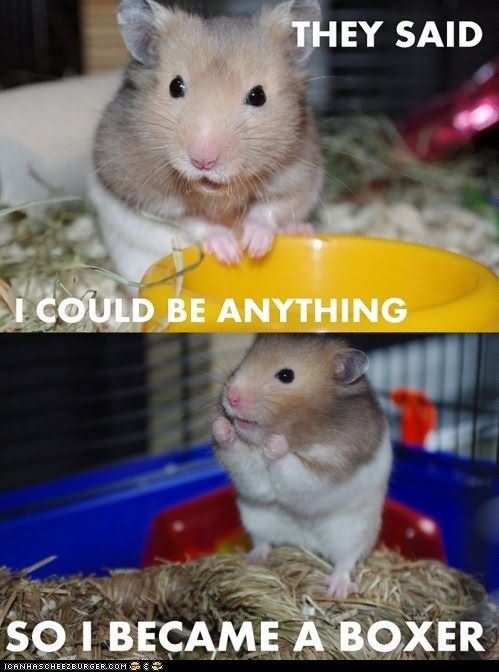 They Said I Could Be Anything So I Became A Boxer Funny Hamster Meme Image