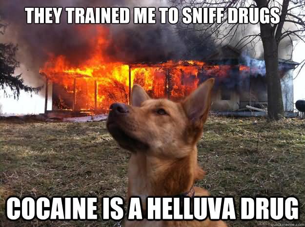 They Trained Me To Sniff Drugs Funny Meme Picture