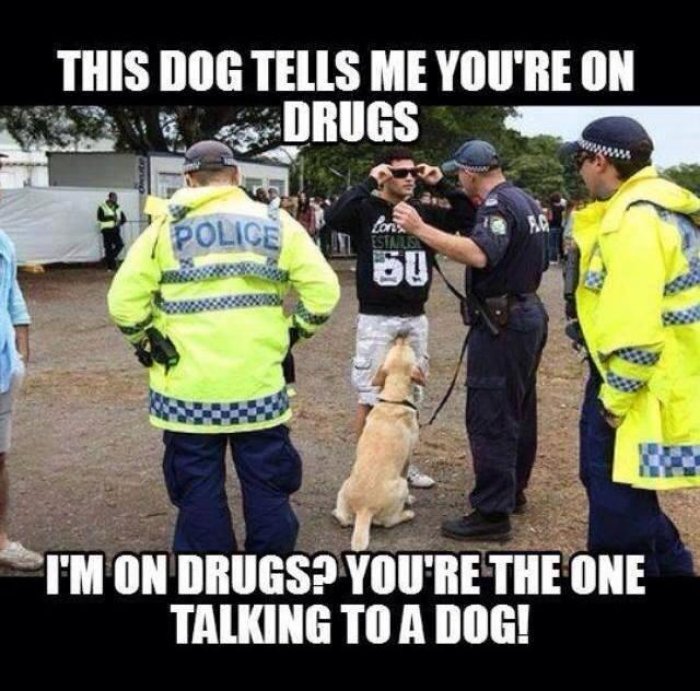 This Dog Tells Me You Are On Drugs Funny Meme Photo For Whatsapp