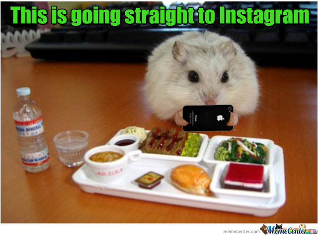 This Is Going Straight To Instagram Funny Hamster Meme Image