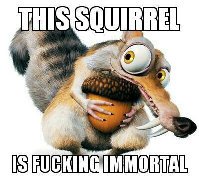 This Squirrel Is Fucking Immortal Funny Squirrel Meme Image