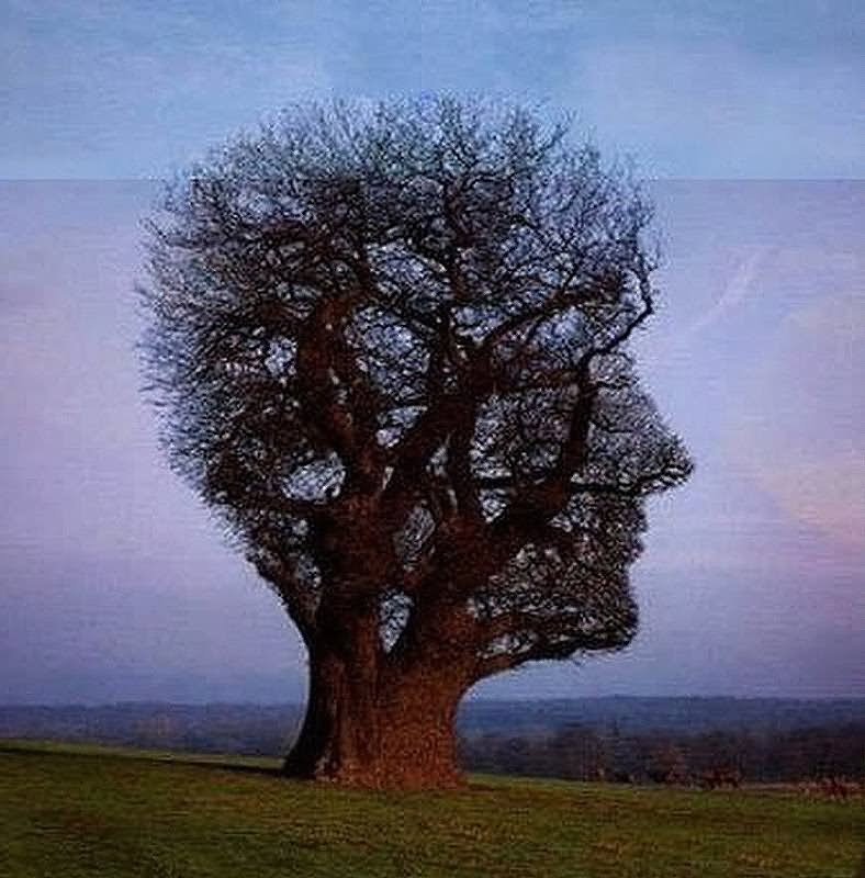 Tree Looking As Man Head Face Funny Picture