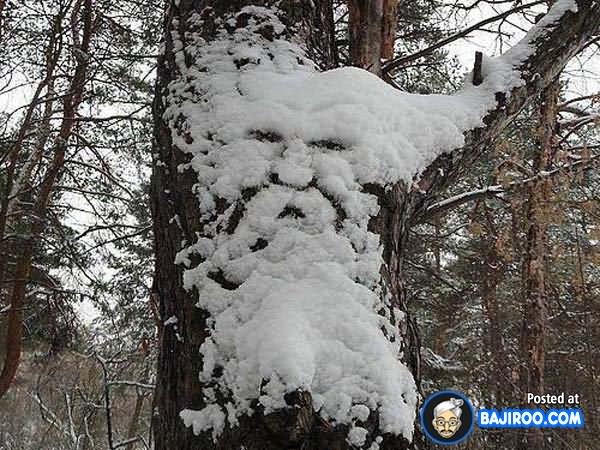 Tree Snow Face Funny Picture