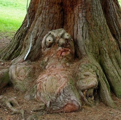 Tree Weird Face Funny Image