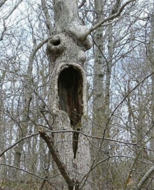 Tree Weird Laughing Face Funny Image