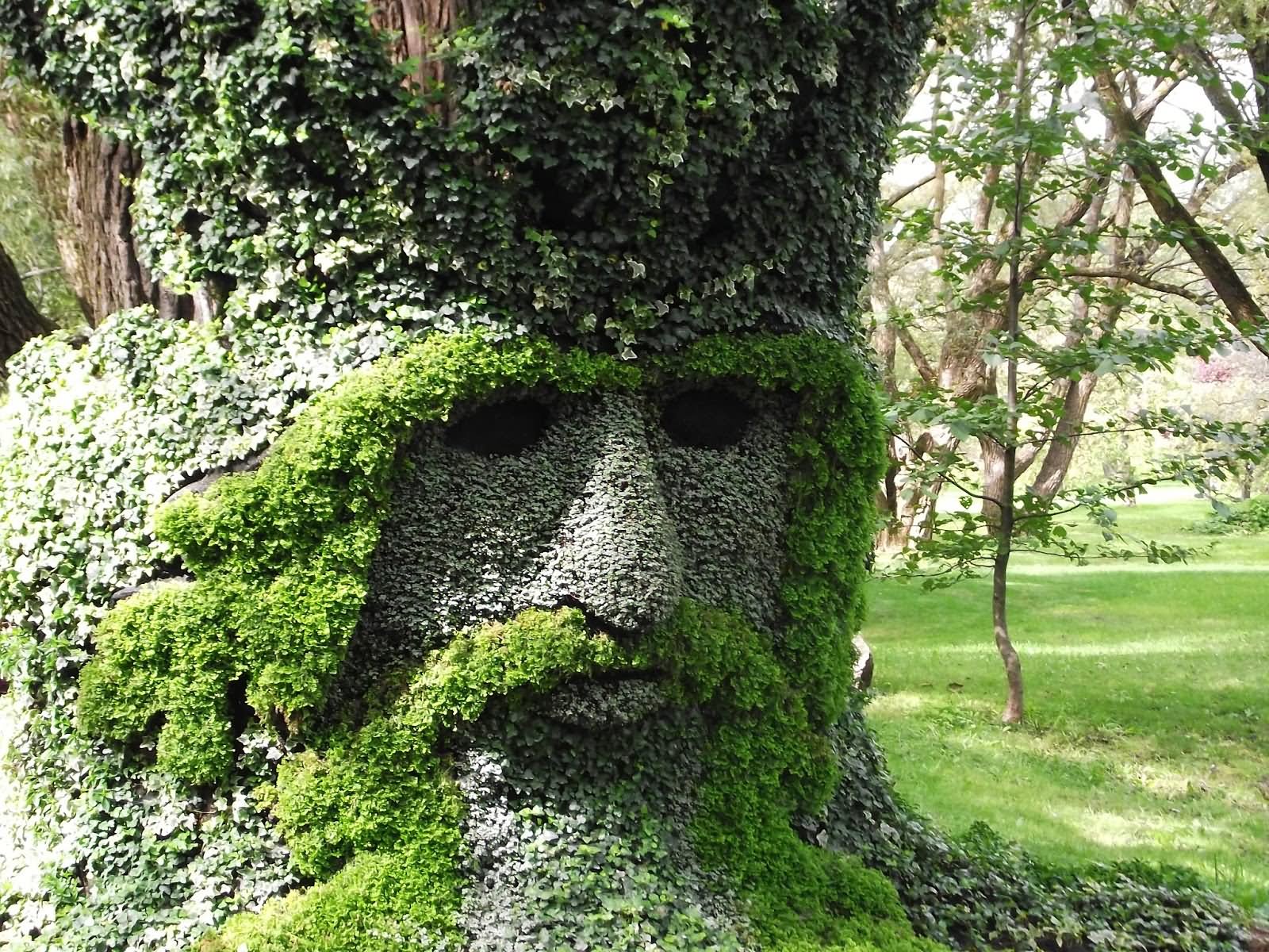 Tree With Mustaches Face Funny Image