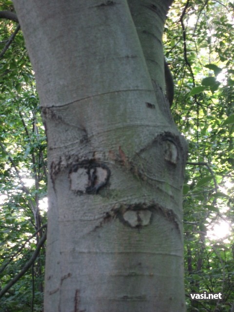 Tree With Teeth Sad Face Funny Picture