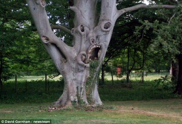 Ugly Laughing Tree Face Funny Picture