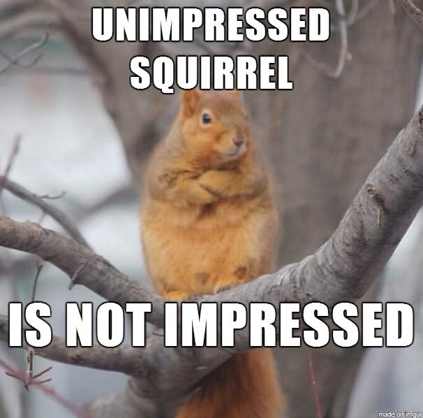 Unimpressed Squirrel Is Not Impressed Funny Squirrel Meme Picture