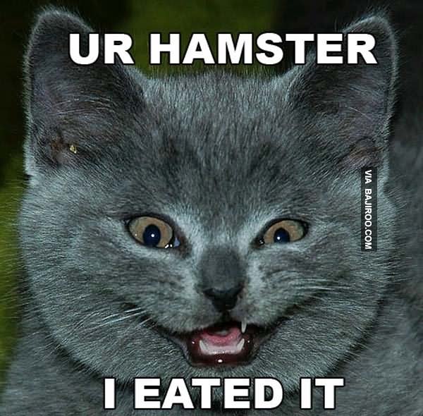 Ur Hamster I Eated It Funny Meme Image