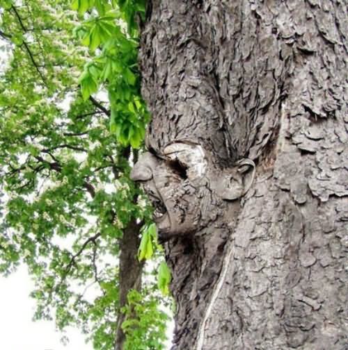 Very Funny Angry Tree Face Picture