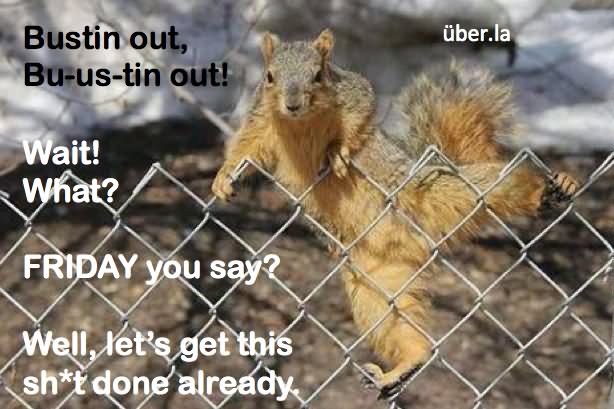 Very Funny Squirrel Meme Picture