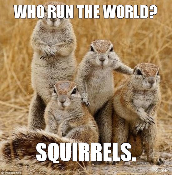 Who Run The World Squirrels Funny Meme Picture