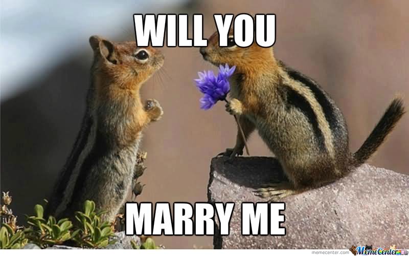 Will You Marry Me Funny Squirrel Meme Picture For Whatsapp