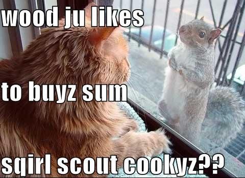 Wood Ju Likes To Buyz Sum Sqirl Scout Cookyz Funny Squirrel Meme Image