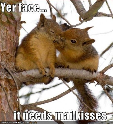 Yer Face It Needs Mai Kisses Funny Squirrel Meme Image