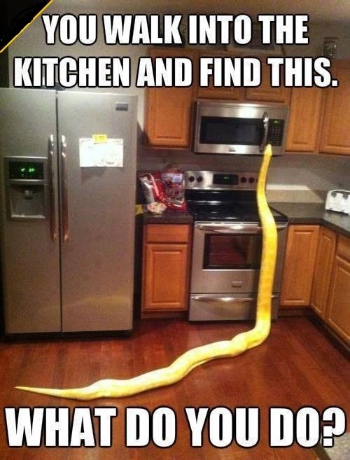 You Walk Into The Kitchen And Find This Funny Snake Meme Photo