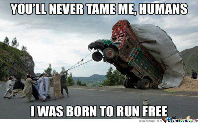 You Will Never Tame Me Humans I Was Born To Run Free Funny Truck Meme Image