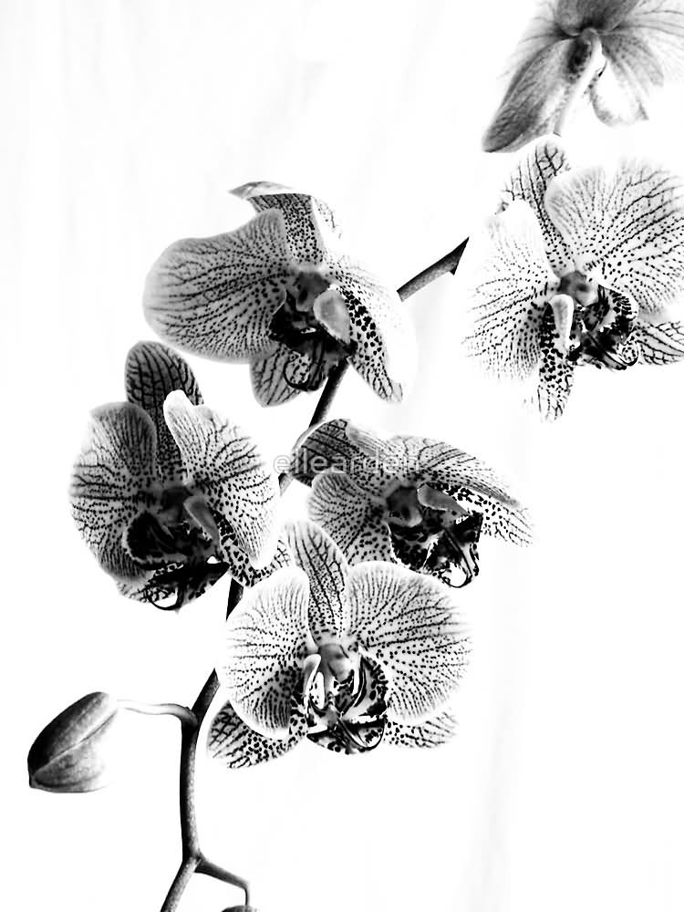 42+ Black And White Orchid Tattoos