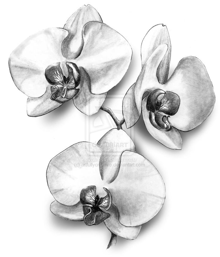 Black And White Orchid Tattoo Design