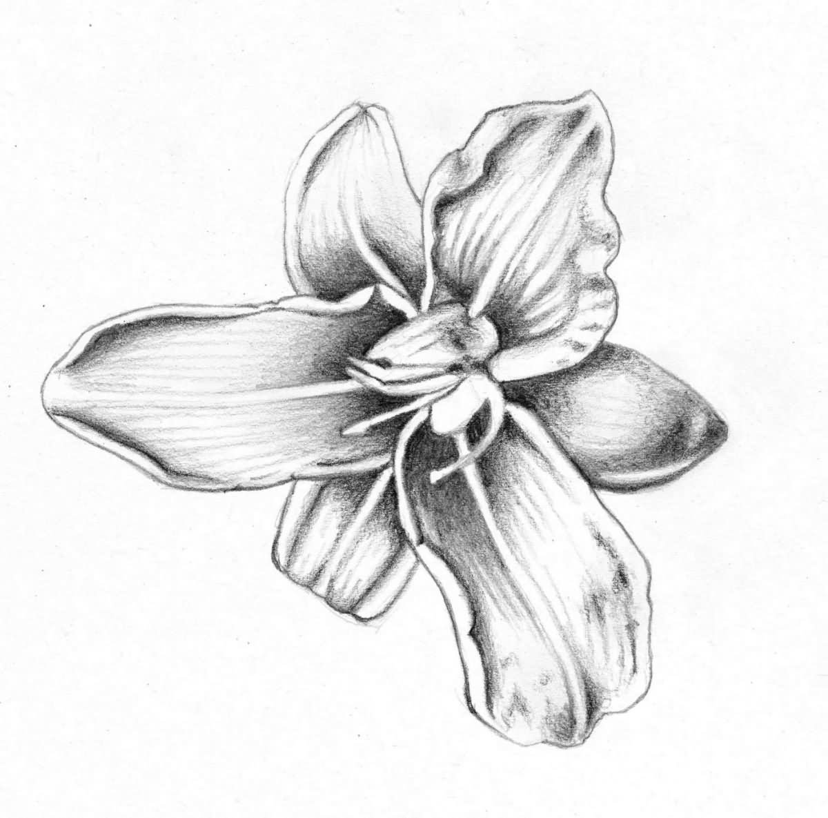 Black And White Orchid Tattoo Sample