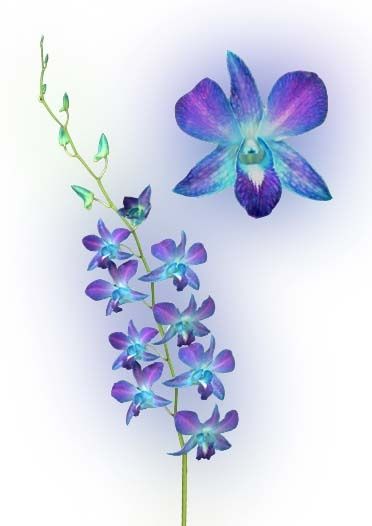 Blue Ink Orchid Tattoos Designs And Ideas