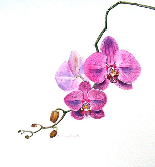 Pink Orchid Flowers Tattoo Design