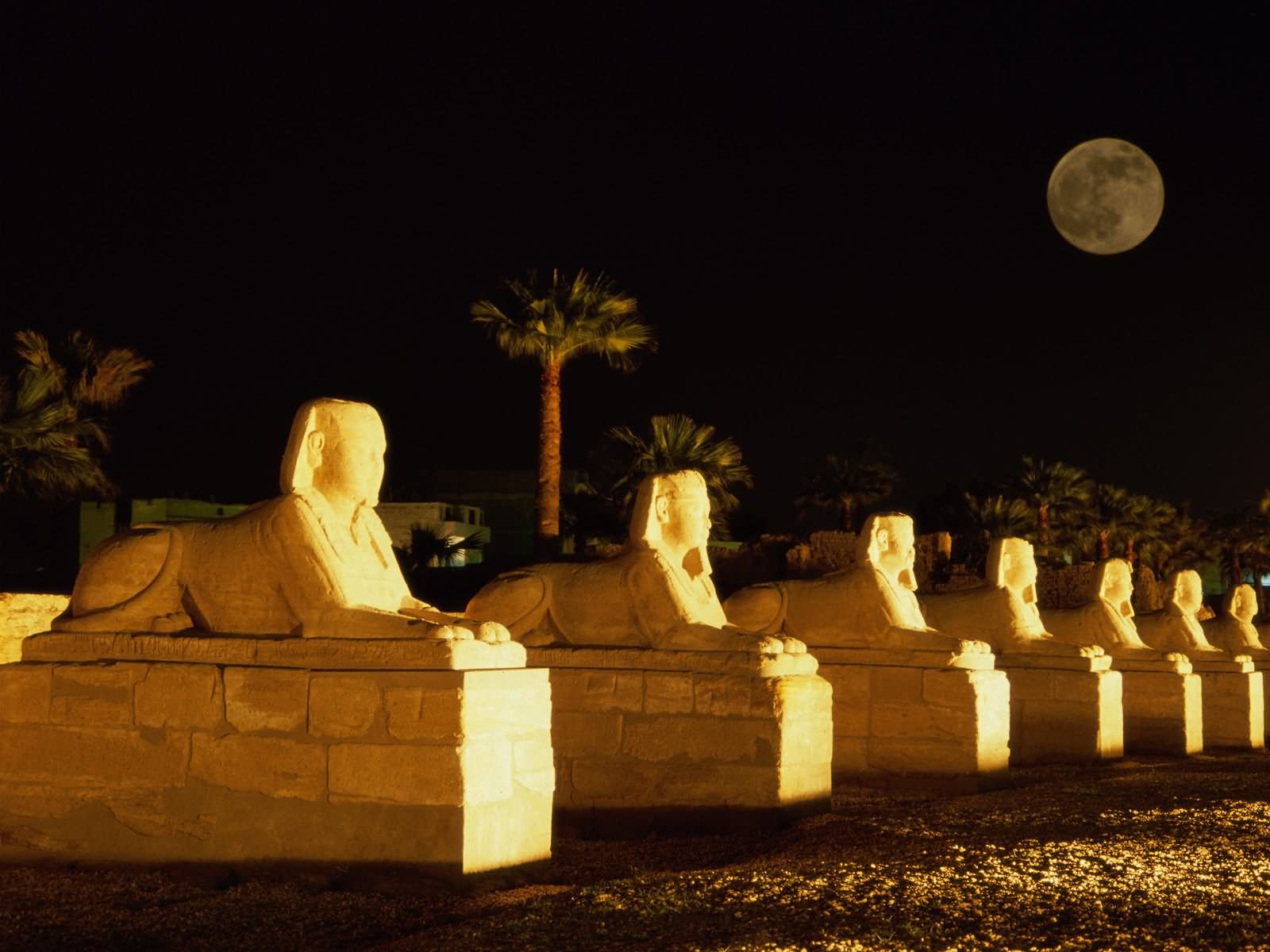 Sphinx Lined Up At Luxor Temple Night Picture With Full Moon
