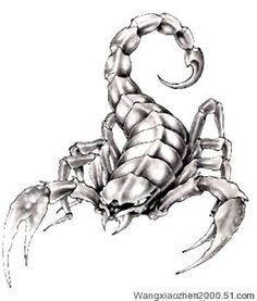 Awesome Grey Ink Scorpion Tattoo Design