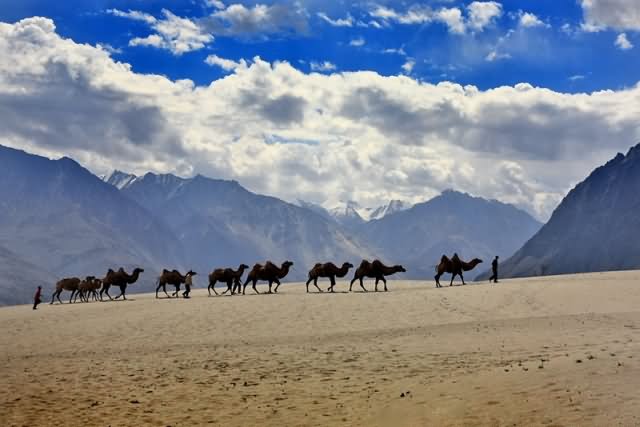 Bactrian Camels At The Nubra Valley