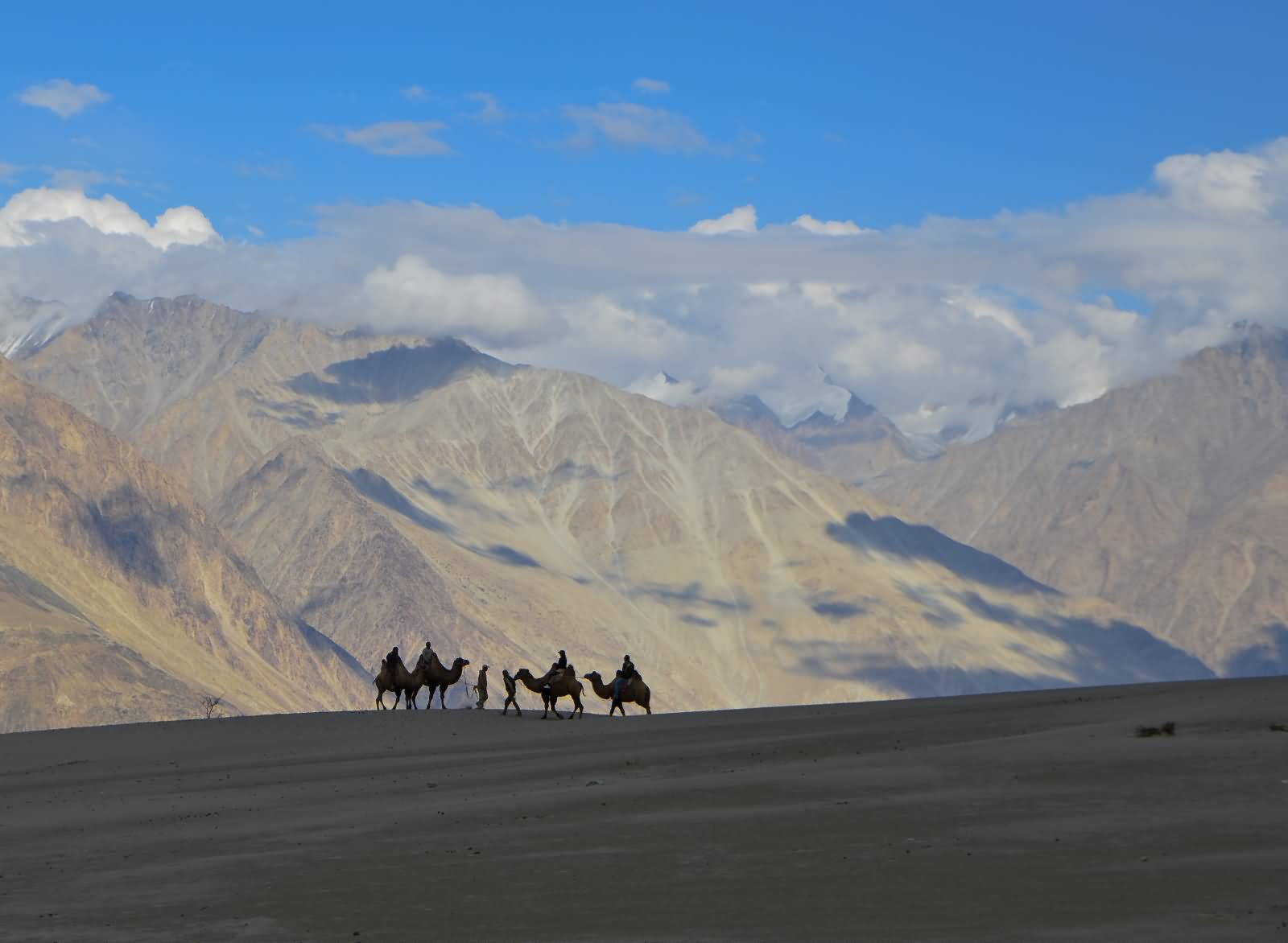 Camel Safari At The Nubra Valley In Leh Ladakh