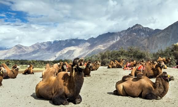 Camel Safari In Hunder Nubra Valley