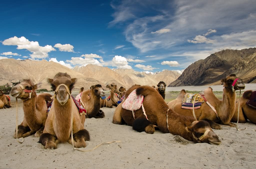 Camels Sitting At The Nubra Valley