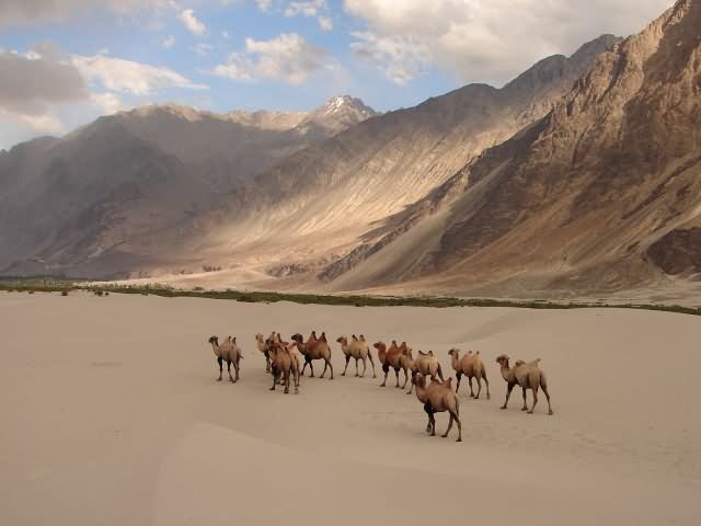 Camels Walking On The Nubra Valley, Leh Ladakh